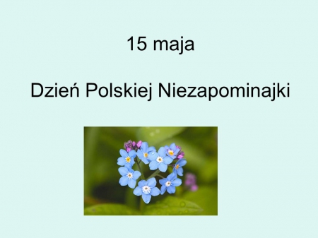 15 maja - Dzień Polskiej Niezapominajki